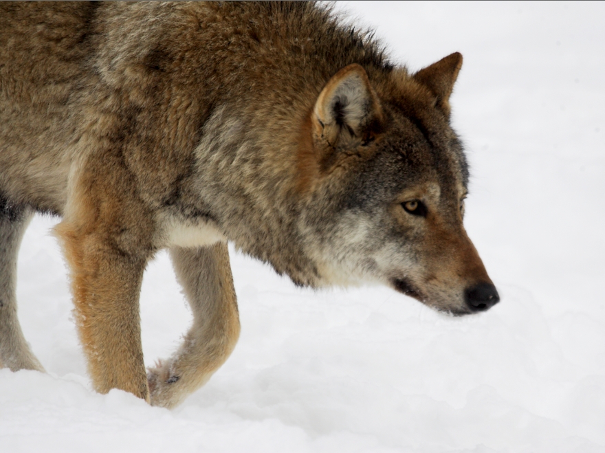 brown alpha female wolf